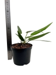 Anthurium debilipeltatum - M