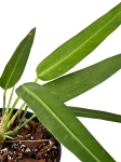 Anthurium debilipeltatum - M