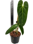 Anthurium cirinoi Velvet ACV1 - L