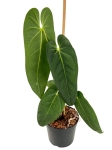 Anthurium cirinoi Velvet ACV1 - L