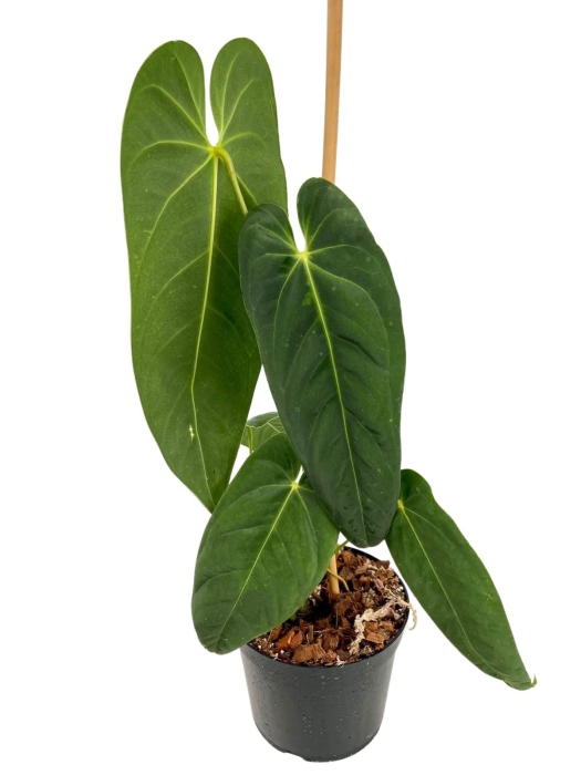 Anthurium cirinoi Velvet ACV1 - L
