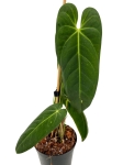 Anthurium cirinoi Velvet ACV1 - L
