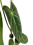 Anthurium cirinoi Velvet ACV1 - L
