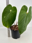 Anthurium cirinoi Agapornis ACA1 - L
