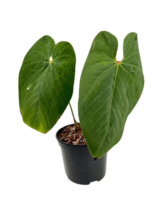 Anthurium cirinoi Agapornis ACA1 - L