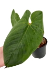 Anthurium cirinoi Agapornis ACA1 - L