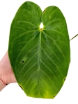 Anthurium cirinoi Agapornis ACA1 - L