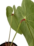 Anthurium cirinoi Agapornis ACA1 - L