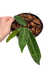 Anthurium waroqueanum - M