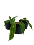Anthurium waroqueanum - M