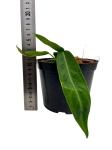 Anthurium waroqueanum - M