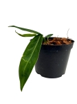 Anthurium waroqueanum - M