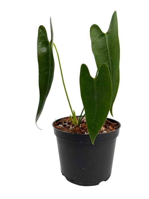 Anthurium longissimilobum ALO2 - M