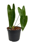 Anthurium longissimilobum ALO2 - M