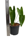 Anthurium longissimilobum ALO2 - M