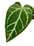 Anthurium magnicifum silver AMS2 - L