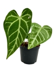 Anthurium magnicifum silver AMS2 - L