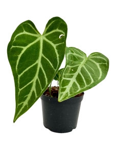 Anthurium magnicifum silver AMS2 - L