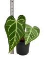 Anthurium magnicifum silver AMS2 - L