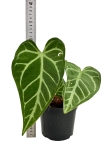 Anthurium magnicifum silver AMS2 - L