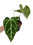 Anthurium magnicifum silver AMS2 - L