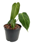 Anthurium metallicum AM2 - M