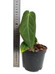 Anthurium metallicum AM2 - M