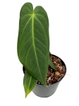 Anthurium metallicum AM2 - M
