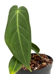 Anthurium metallicum AM2 - M