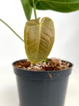 Anthurium metallicum AM1 - M
