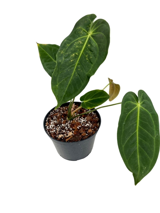 Anthurium metallicum AM1 - M