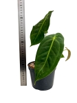 Anthurium metallicum AM1 - M