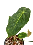 Anthurium metallicum AM1 - M