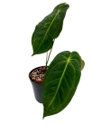 Anthurium metallicum AM1 - M