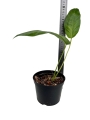 Anthurium pendulifolium APEN1 - M