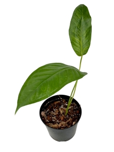 Anthurium pendulifolium APEN1 - M