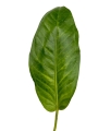 Anthurium pendulifolium APEN1 - M