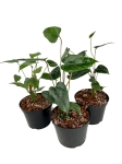 Anthurium variegatum - M