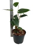 Anthurium variegatum - M