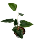 Anthurium variegatum - M