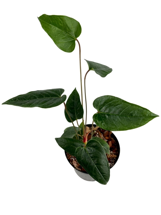 Anthurium variegatum - M