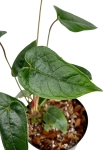 Anthurium variegatum - M