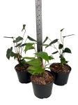 Anthurium variegatum - M