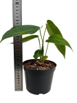 Anthurium ecuagenera queen inverse - AQI 1