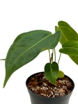 Anthurium ecuagenera queen inverse - AQI 1