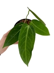 Anthurium ecuagenera queen inverse - AQI 1