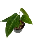 Anthurium ecuagenera queen inverse - AQI 1