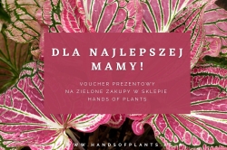 Voucher zakupowy (1)
