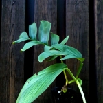 Monstera spruceana sadzonka1