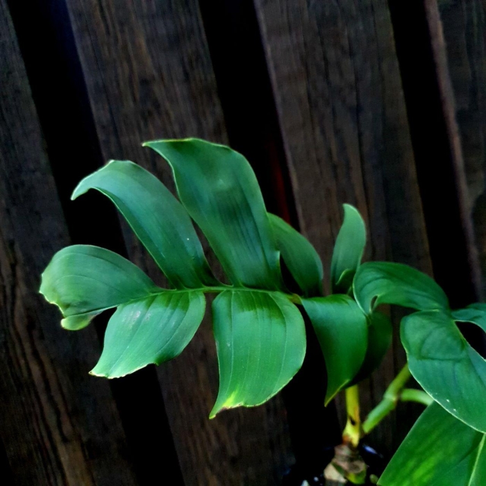 Monstera spruceana sadzonka1
